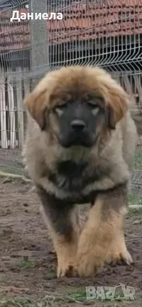  Кавказка овчарка , снимка 1