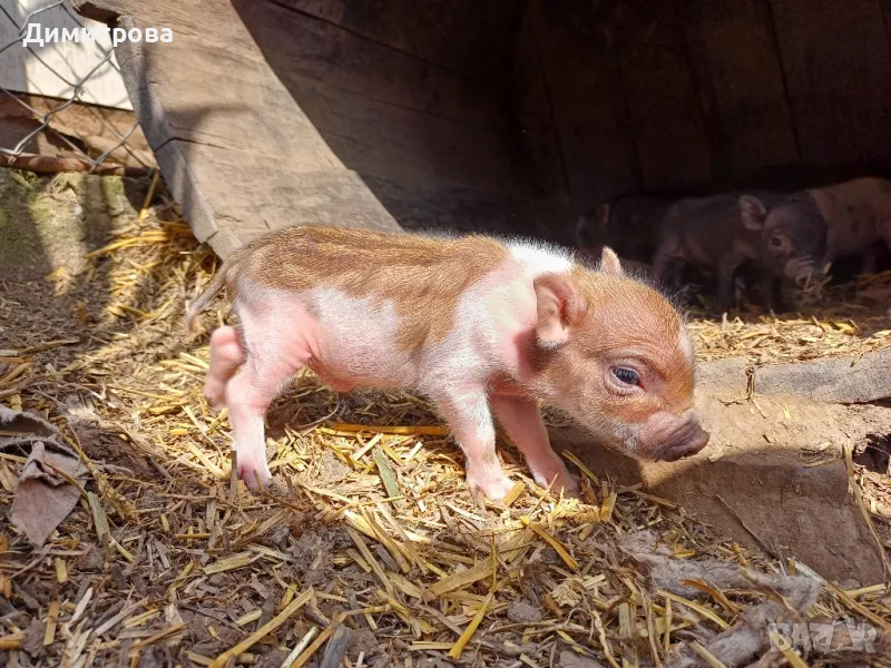 Виетнамски прасета , снимка 1
