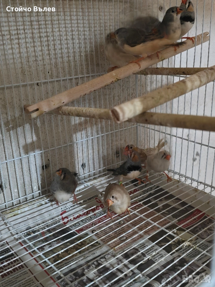 Продавам зеброви амадини, снимка 1