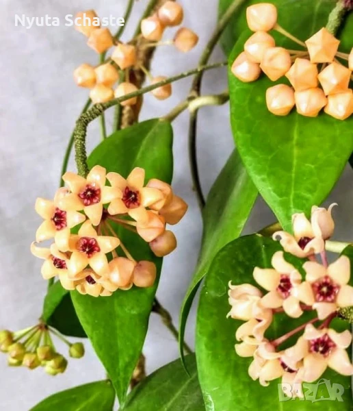 Хоя Cutis-porcelana, снимка 1