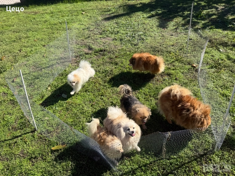 Померан, снимка 1