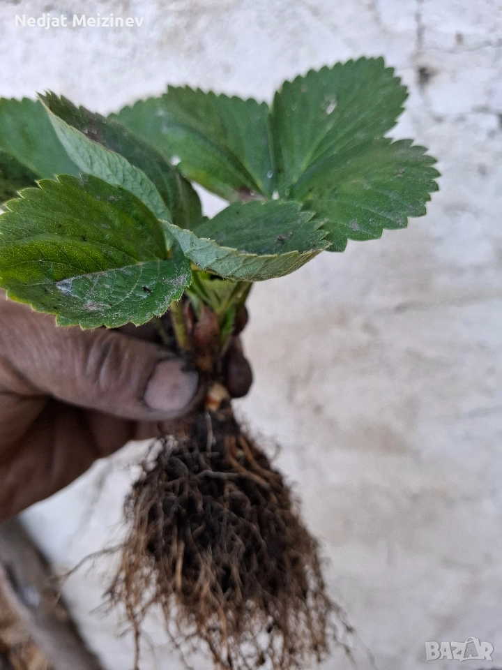 Ягоди сорт Албион, снимка 1