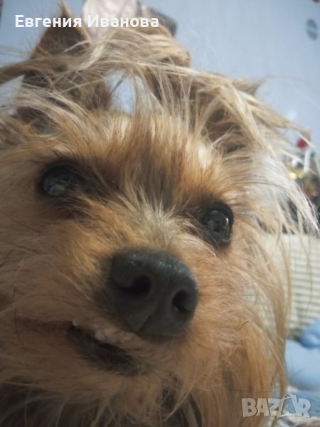 Йоркширски териер си търси приятелка, снимка 1