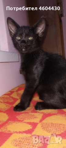 котенца на пет месеца за осиновяване , снимка 4 - Други - 51829074