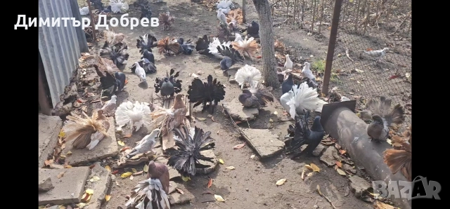 Фенерлии от старата линия , снимка 3 - Гълъби - 52689155