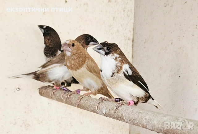 Продавам Японски Амадини 