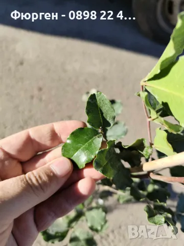 Рожков - Ceratonia siliqua L. - Фиданки, снимка 6 - Разсади - 48395360