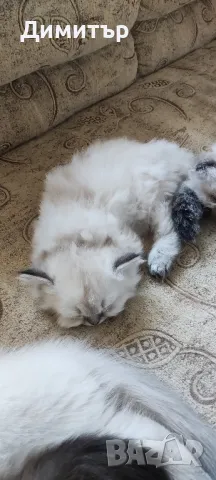 Дългокосместо шотландско мъжко, снимка 10 - Британска късокосместа - 50320973