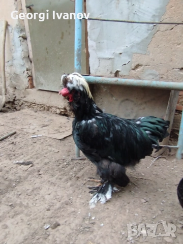 джинки и струмски , снимка 3 - други­ - 52110864