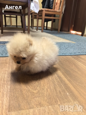 Померан, снимка 2 - Померан - 52946732