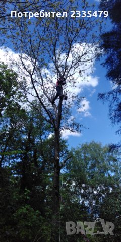 Рязане и кастрене на високи и опасни дървета-абонаментна поддръжкаа 
