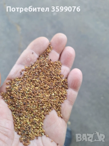 Семена люцерна.Семе люцерново, снимка 7 - Сортови семена и луковици - 42509595