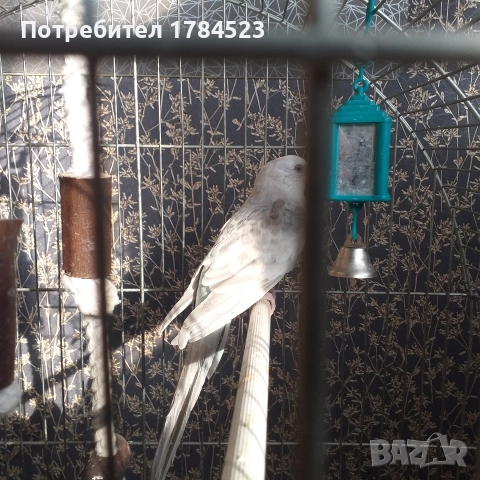 Женски поен папагал 2025г., снимка 5 - Папагали - 52638709