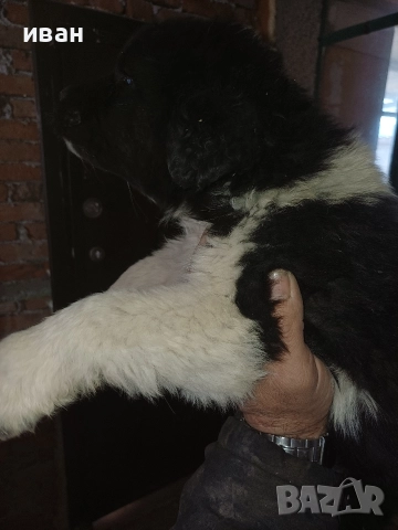 бок каракачанка, снимка 10 - Каракачанска овчарка - 52941882