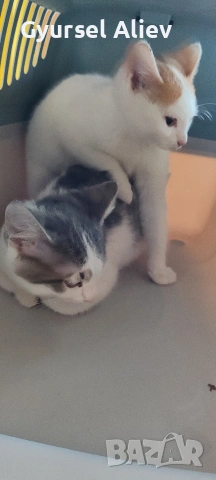 продавам 2 малки котки , снимка 3 - Други - 53132284