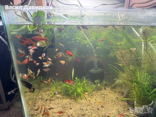 Живородни , Бял папагал и растения , снимка 9 - Рибки - 53453460