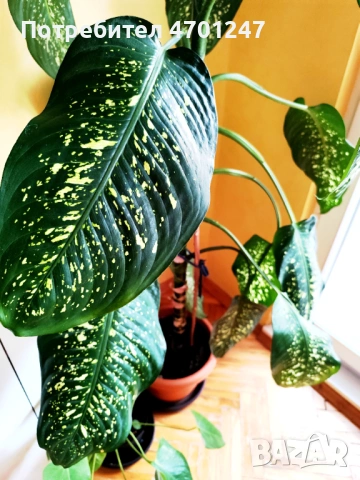 Стайно растение Дифенбахия, снимка 4 - Стайни растения - 53118931