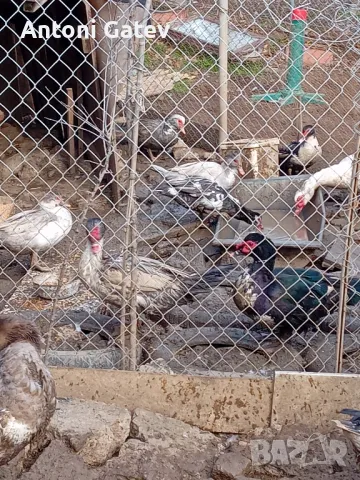 неми патици-юрдеци и юрдечки , снимка 3 - други­ - 48960115