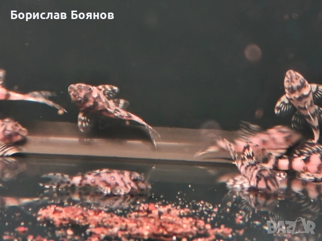 L236 sw , снимка 3 - Рибки - 53226840