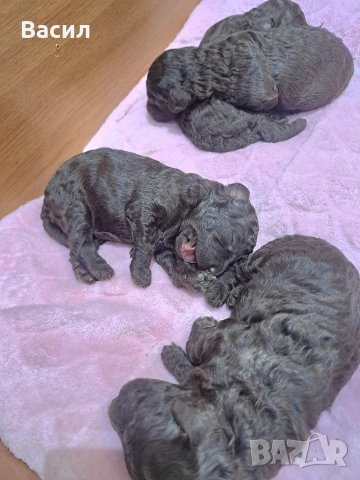 той пудел шоколад , снимка 4 - Пудели - 52939224