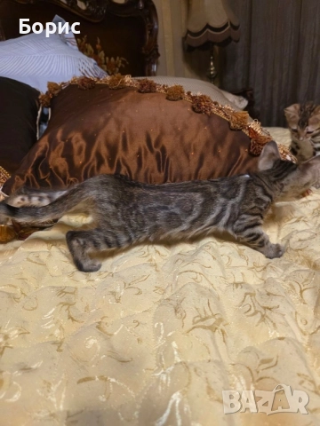 Бенгалско коте, снимка 2 - Бенгалски - 40146006