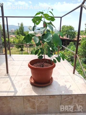 Голямо цвете, снимка 4 - Стайни растения - 51117247