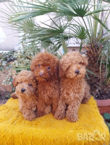 Той Пудел Мини Пудел