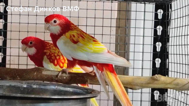 Двойка розели , снимка 3 - Папагали - 52556757