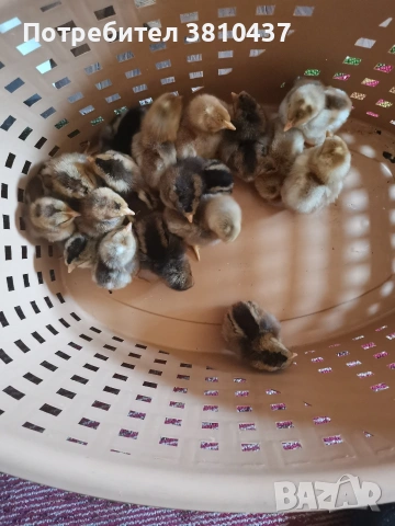 продавам оплодени яйца от Легбар, снимка 2 - други­ - 53182765