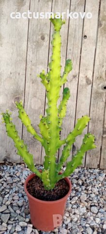 Euphorbia mayurnathanii