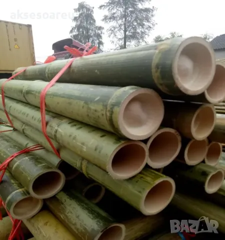 Висококачествени Семена от бамбук Moso Bambo декоративни растения за дома и двора бамбуков разсад, снимка 12 - Сортови семена и луковици - 49007699