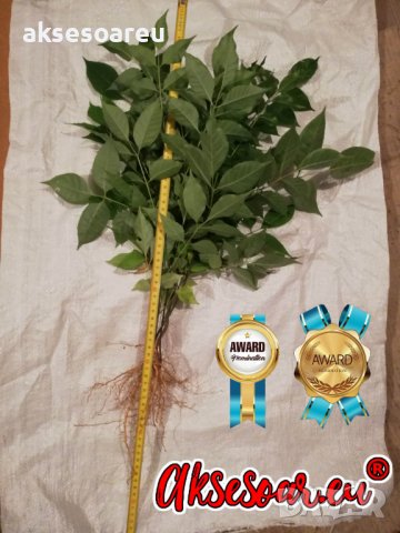 Продавам 400 висококачествени семена от медоносното дърво на пчеларя Еводия Даниели и разсад дръвчет, снимка 15 - Сортови семена и луковици - 37673799