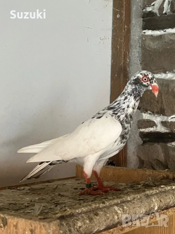 Гълъби - Датски летачи и Спортни пощенски, снимка 2 - Гълъби - 52565161