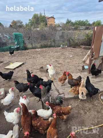 Продавам домашни яйца 