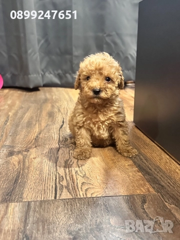 Той пуделче, снимка 2 - Пудели - 52676252