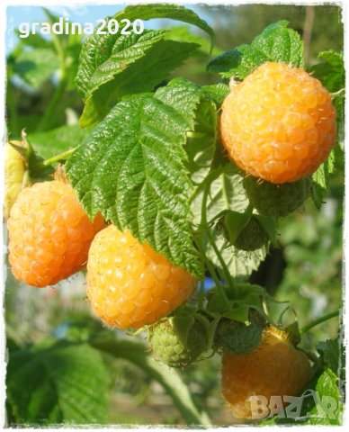 Компактна жълта малина, снимка 3 - Разсади - 43527476