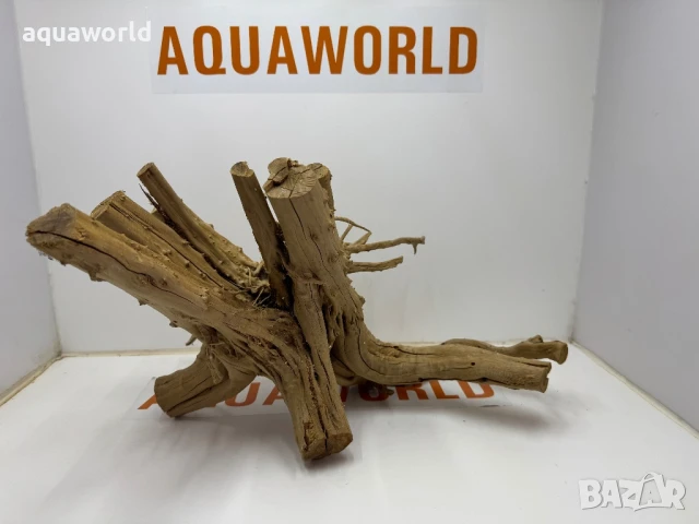 Корен Азалия 4