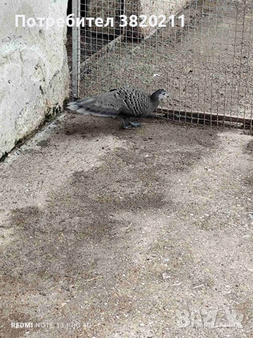 Продавам млада женска Паунова фазанка от 2025г., снимка 2 - Папагали - 52918770