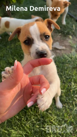 Малки сладурки!, снимка 1