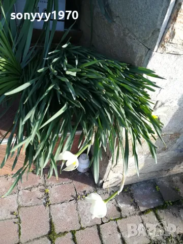 НАРЦИСИ-25ЛВ ЗА ЛОТ ОТ 25БР С ЛУКОВИЦИ 1104250533, снимка 4 - Градински цветя и растения - 49853468