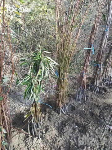 Овощни дръвчета , снимка 11 - Градински цветя и растения - 47826481