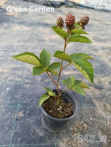 КЪПИНА GIGANT Без бодли, снимка 5 - Градински цветя и растения - 50297838