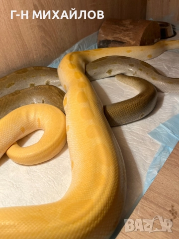 Питон , снимка 7 - Змии - 51557691