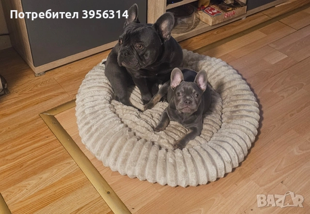 Мъжко Френско булдоче, снимка 7 - Френски булдог - 53283481