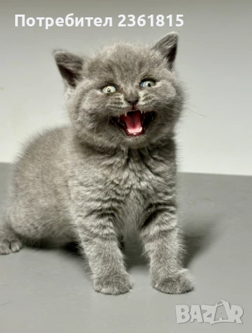 Чистокръвно мъжко синьо британче, снимка 2 - Британска късокосместа - 51088371