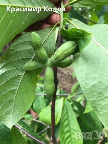 Индиански банан, Асимина трилоба, Asimina triloba,семена и растения, снимка 5 - Разсади - 27092676