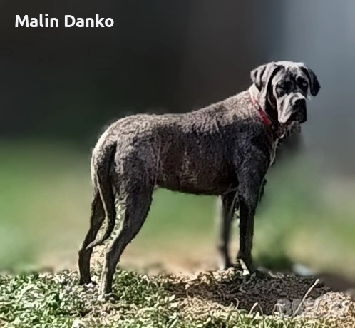 БЕБЕТА КАНЕ КОРСО, снимка 6 - Кане корсо - 50722466