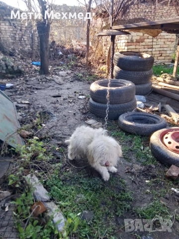 лагото, снимка 2 - Други - 51213827