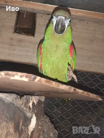 Продавам мъжка ара нобилис и мъжка веницуелска амазонаи или купувам женски, снимка 3 - Папагали - 50475253