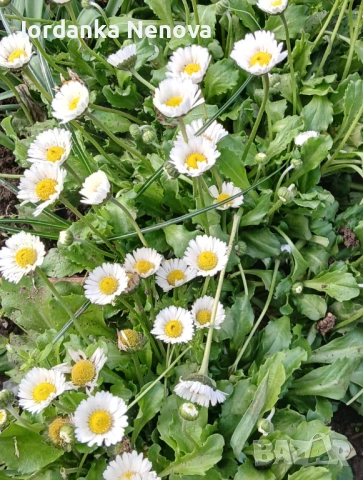 Пролетни цветя , снимка 3 - Градински цветя и растения - 53061443